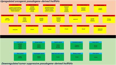 Pseudogene-Derived lncRNAs and Their miRNA Sponging Mechanism in Human Cancer